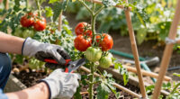 Keep Tomato Plants Producing All Summer With My 5 Pro Growing Tips