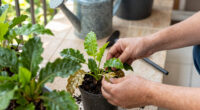 3 Signs Your Plants Are Thirsty – Even If The Soil Feels Wet
