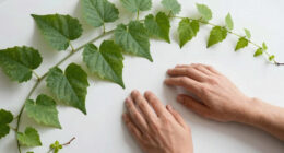 7 Beautiful Vines That Cool Down Your Home on Hot Days – All Hail Nature’s Living Awnings!