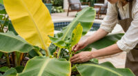 Bananas Sprout In Rayleigh Garden UK After 15 Years