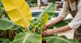 Bananas Sprout In Rayleigh Garden UK After 15 Years