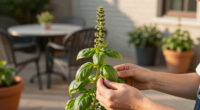 Bolting basil: Why basil bolts and what to do about it