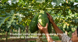 Farmer Harvests Nearly 8 Kg Papaya In São Paulo Countryside