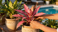This Tropical Annual Is Always a Must-Have in My Shady Summer Containers for Colorful Blooms & Glossy Foliage