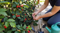 4 Foolproof Ways Protect Your Berries From Animals So You Can Actually Enjoy Your Harvest