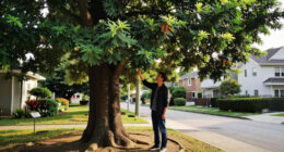 Cairo Governorate Denies Cutting Old Camphor Tree In Maadi