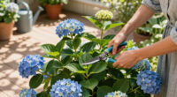Is Your Hydrangea A Lazy Bloomer? 6 Easy September Fixes To Unlock A Gorgeous Comeback Next Year