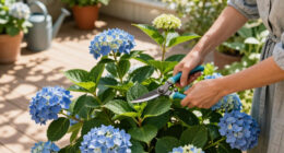 Is Your Hydrangea A Lazy Bloomer? 6 Easy September Fixes To Unlock A Gorgeous Comeback Next Year