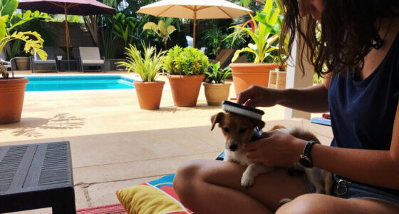 Meet Your Birth Month Pet – And The Meaning Behind All 12 Companion Animals