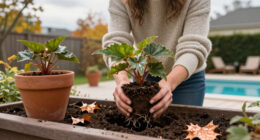 5 Things Begonias Need In October To Survive Winter – From Lifting Tubers To Bringing Plants Indoors