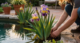 How To Grow And Care For Walking Iris (Trimezia)
