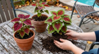 How To Save Your Coleus Before The First Frost