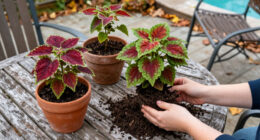 How To Save Your Coleus Before The First Frost