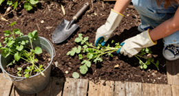 Remove These 7 Flower Thugs Before They Self-Seed Everywhere – Or You’ll Be Digging Them Up Next Year