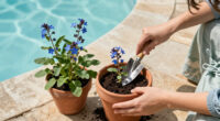 What Is Borage? Learn To Grow This Pollinator-Friendly Herb